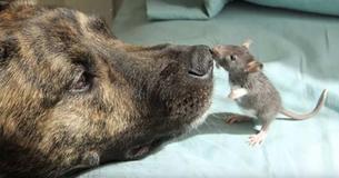 Cane da terapia era depresso perché non aveva nessuno con cui giocare, fino a quando non ha incontrato "Riff", il ratto trovatello