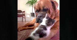 135-Pound Mastiff Gets Obsessed With Small Kitten
