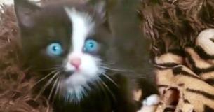 Extremely Cute Kitten Has Shiny Blue Eyes