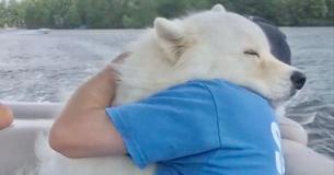 Samoyed Gives Dad A Lingering, Loving Hug On Boat Ride
