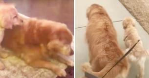 Old Blind Dog Has Trouble Getting Around—Gets Young 'Seeing-Eye' Dog As Friend
