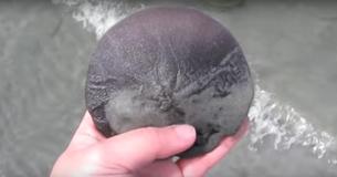 Una donna raccoglie un Sand Dollar e rimane a bocca aperta quando lo gira