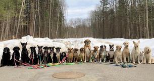 Dog Walker Takes Astonishing 'Class Photos' Of His Group Of Dogs Each Day