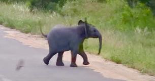 Eine Frau filmt einen Babyelefanten dabei, wie er Schwalben jagt und sie ist völlig hingerissen