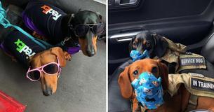 Doggy Daycare Closes So Delivery Driver Begins Taking His Pups Out With Him To Make Deliveries