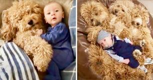 Goldendoodle Pup Gains Internet Followers After Posing with 6-Month-Old Baby Boy