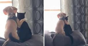 Dog Hugs Cat BFF As They Enjoy Relaxing Afternoon Watching Birds
