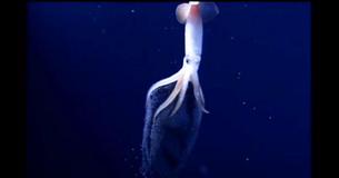 Highly Uncommon Underwater Footage Of Deep Sea Squid Laying Glowing Eggs