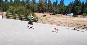 Les gens tombent amoureux d'une vidéo montrant un petit poney de trois jours poursuivant un homme autour de son enclos