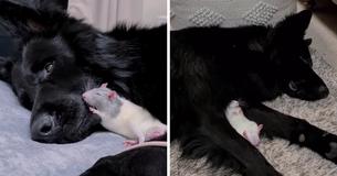 Little Rescue Rat Loves To Snuggle With His Giant German Shepherd Companion