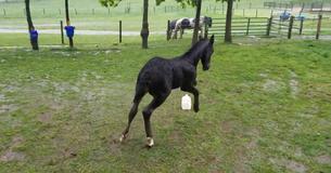 Orphaned Foal Plays In Rain For First Time Ever