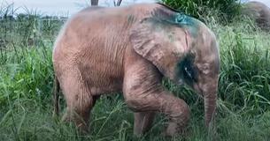 Blue-Eyed Albino Elephant Snares Goat As Best Friend Following Rescue