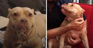 Lovable Pitbull Has Had Biggest Heartwarming Grin Since She Was Rescued From Life On The Streets