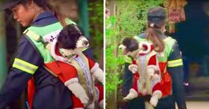 Kindhearted Street Sweeper Brings Pet Dog With Her Every Day As She Works