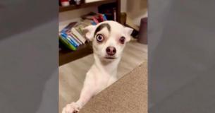 Rescue Dog With Distinctive Features Makes Him Look Like James Bond Villain
