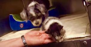 Non-Pregnant Dog Begins Lactating To Save Abandoned Kitten's Life