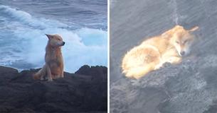 Hond zit een jaar lang bij de rotsen bij de zee te wachten tot zijn baasjes terugkomen