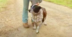 Un chien sourd et aveugle s'occupe d'une fillette de trois ans perdue dans les bois pendant quinze heures. Bravo Max.