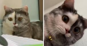 It's ‘Cat’—A Chimera Who Has A Unique Face And Cuddly Character