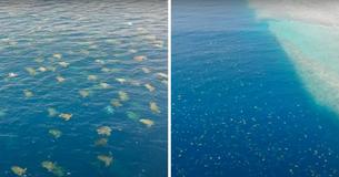 Drone Captures World's Biggest Green Sea Turtle Colony Heading To Nest