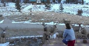 Wild Deer Swarm From All Over As Woman Calls Out For Animals