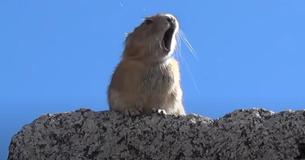 Clip Of Tiny Pika Performing ‘Queen’ Has Garnered Online Following For Right Reasons