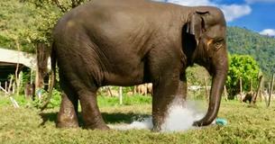 Adorable Elephant Enjoys Fresh Fountain After Breaking Sprinklers