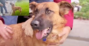 Dog Who Watched Her Family Adopt Another Pet At Shelter Is Given New Home