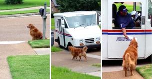 Golden Retriever Waits For Postal Truck To Deliver Mail