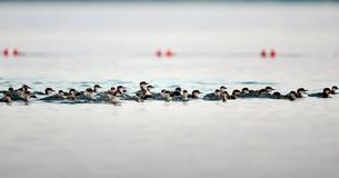 A Female Duck Looking After 76 Ducklings Named 'Mother Of The Year'