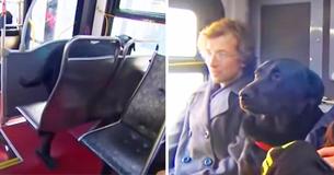 Une chienne prend le bus toute seule pour aller au parc, les passagers l'adorent et elle a son propre pass