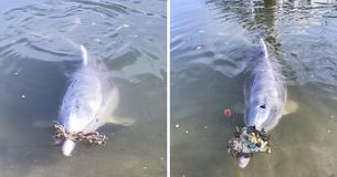Dolfijn ontdekt dat mensen het leuk vinden als hij geschenken van de bodem van de oceaan voor ze meeneemt - en maakt er een gewoonte van