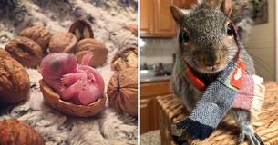 Un homme trouve un bébé écureuil sur son lit. Quatre ans après son sauvetage, il devient un adorable animal de compagnie