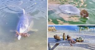 Schattige sousa-dolfijn met de naam Mystique geeft mensen geschenken van de bodem van de oceaan in ruil voor lekkere maaltijden