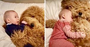 Baby Cuddles Up With Goldendoodle During His Nap