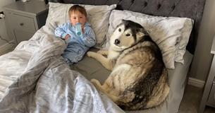 Un husky têtu refuse de quitter le lit et s'endort en se blottissant contre un bébé