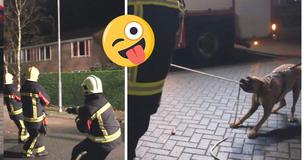 Questi vigili del fuoco si sono piegati dal ridere quando un cane di passaggio li ha aiutati, e ha rifiutato di andarsene fino a quando il lavoro non è stato finito!