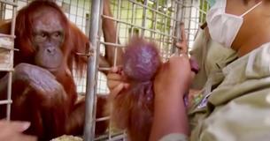 Un moment puissant : une mère orang-outang a retrouvé sa fille perdue