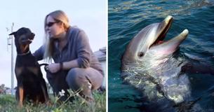 Dolphins Come To The Rescue Of Elderly Dog After He Fell In Canal Unable To Get Out