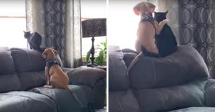 Un chien s'étreint avec son meilleur ami chat pour observer paisiblement les oiseaux