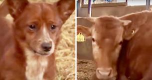 Dog Separated From Caretaker ‘Mother’ Cow — Their Reunion Is Nothing But Heartwarming