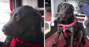 Independent Dog Commutes Alone To Play In Dog Park Daily
