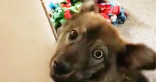 Une chienne handicapée se rend compte qu'elle a été adoptée par son foyer d'accueil
