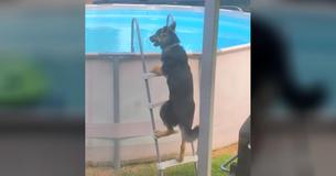 Eigenaars betrappen Duitse herder die een ladder beklimt om te gaan zwemmen