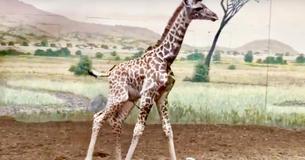 Baby Giraffe Finds His Legs In Adorable Zoo Video