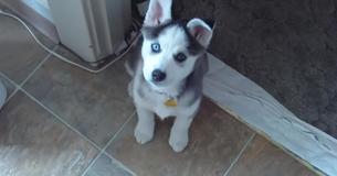 Un Husky dit à son propriétaire qu'elle l'aime