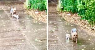 Durante la sua passeggiata, una cagnolina trova una gattina sola soletta sotto la pioggia e la porta a casa sua per fornirle un riparo