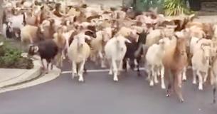 Hundreds Of Goats Broke Loose And Stormed The Streets Of San Jose, California