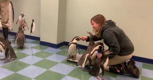 Penguins Gleefully Assemble To Be Weighed At The St. Louis Zoo