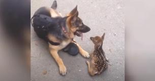 German Shepherd Assists Orphaned Fawns Found On The Side Of The Road